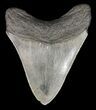 Serrated Megalodon Tooth - Georgia #52406-2